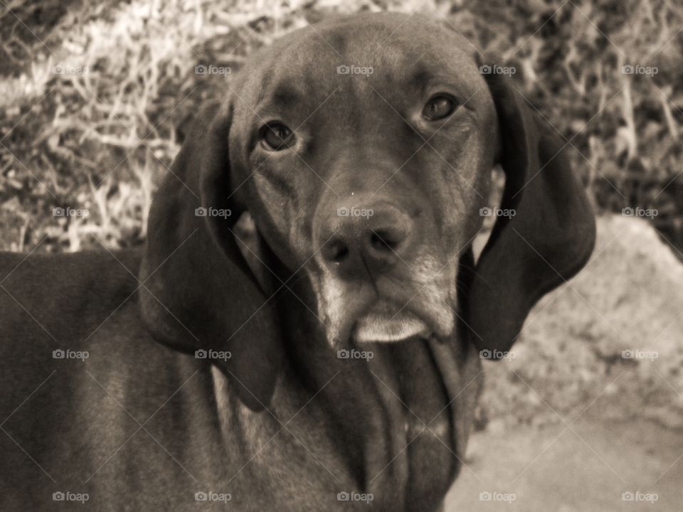 Lucy in Black and White