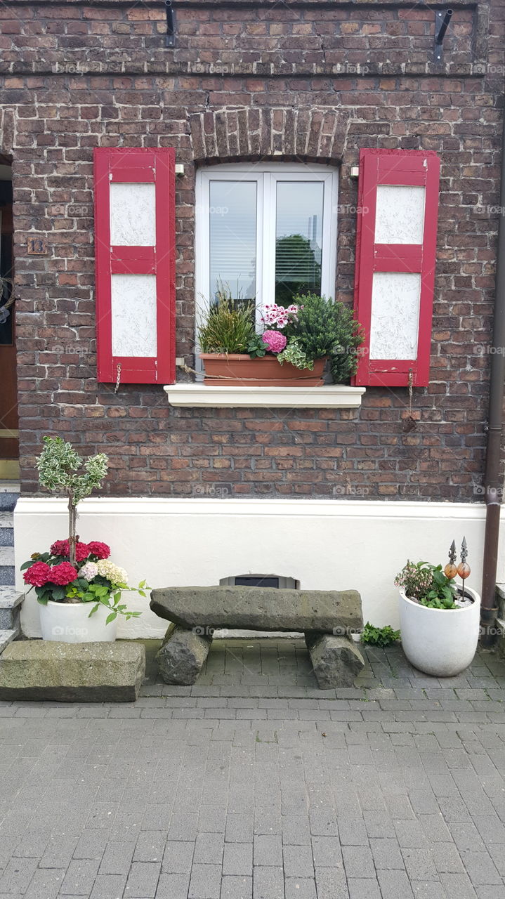 Windows flowers white red