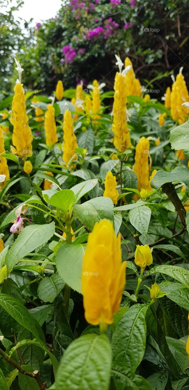 yellow flowers