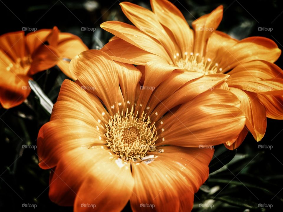 Orange Beauty