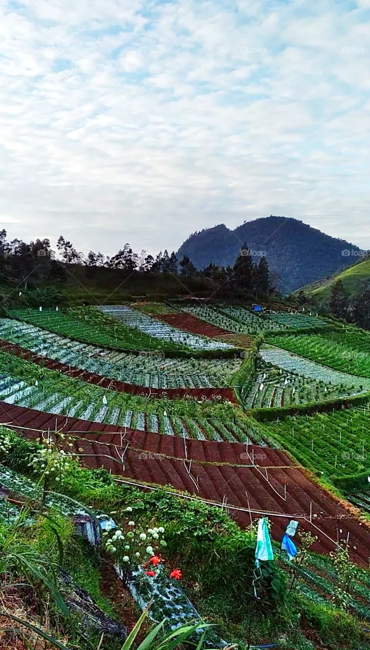 Dieng, central of java