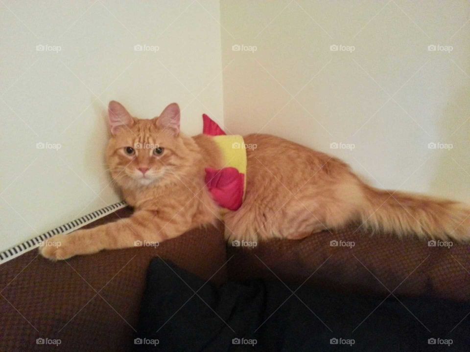 Orange long-haired cat with a winged headband around his waist