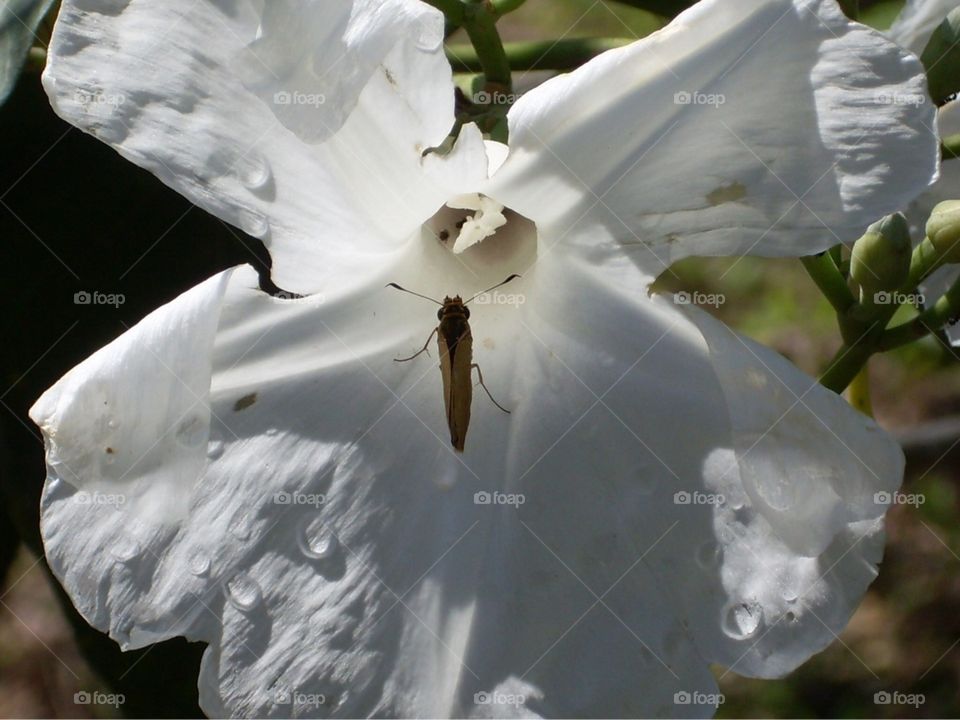 Pollination 