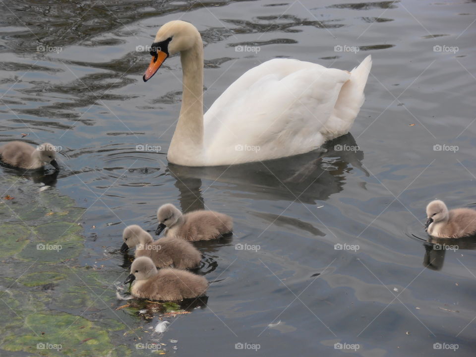 Swan And Cygnets