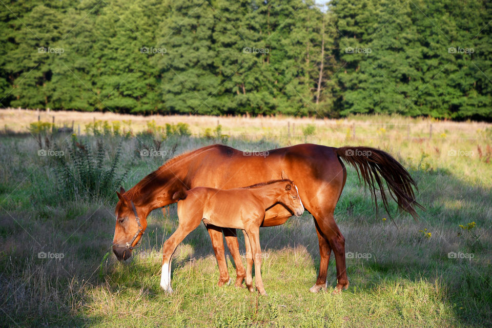 a foal stands next to its mother horse on a sunny summer day on a sunlit green meadow