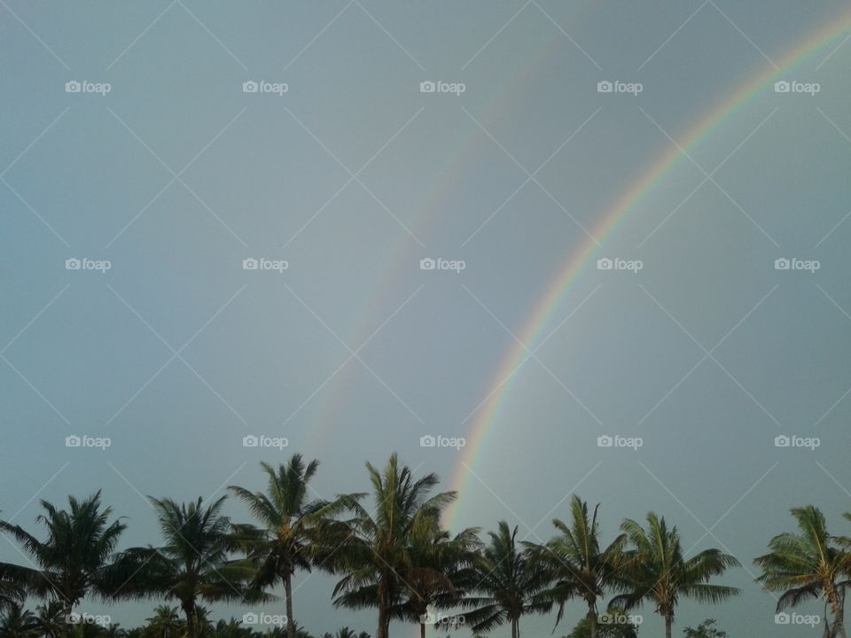 coconut tree leaves and rainbow