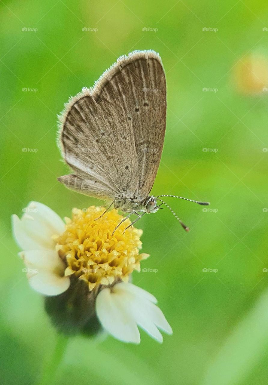 Common Grass Blue Butterfly on Wild Kekwa