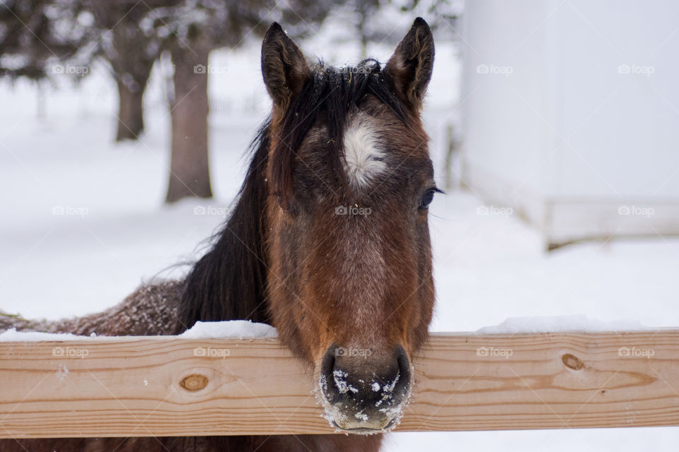 Horse on a snowy winter day 