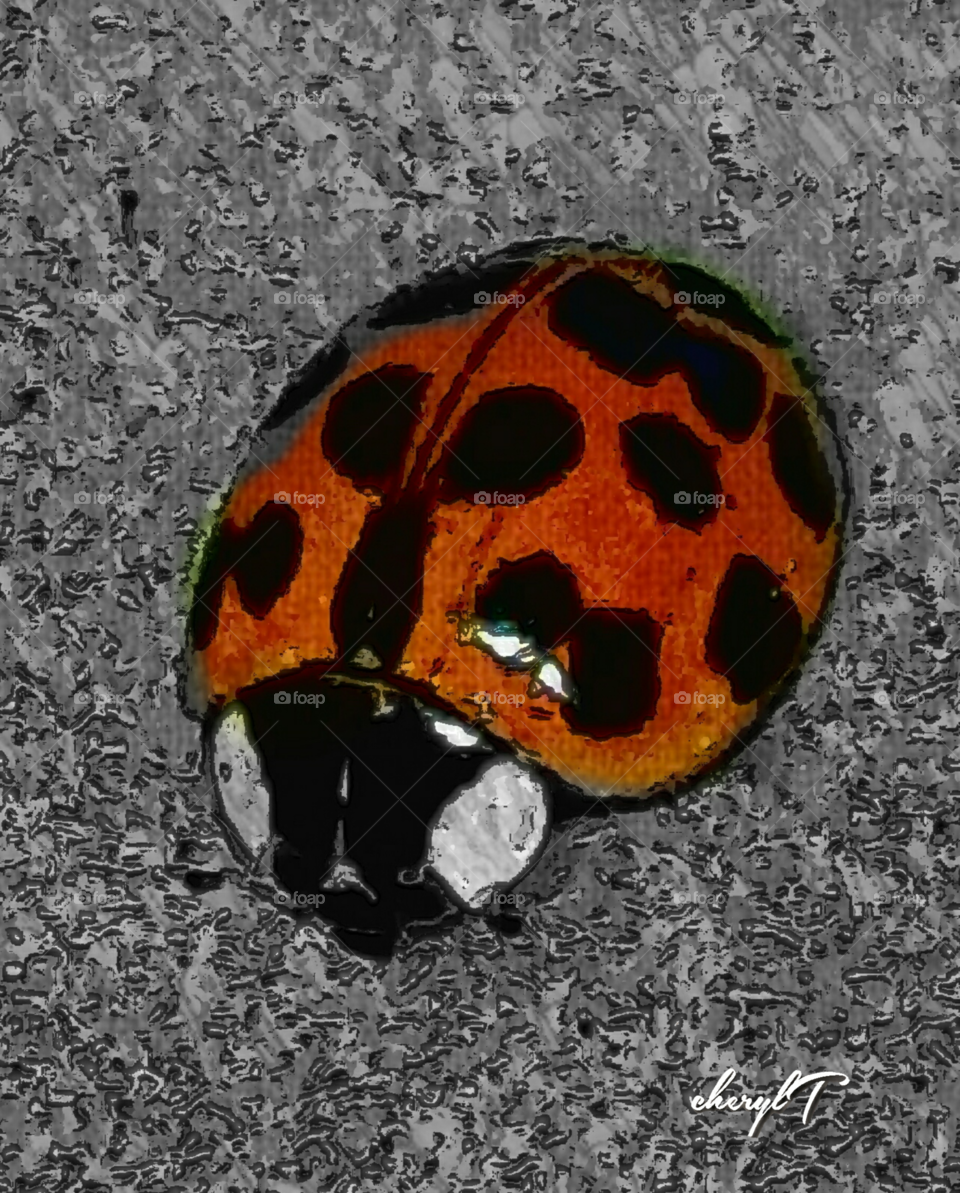 ladybug