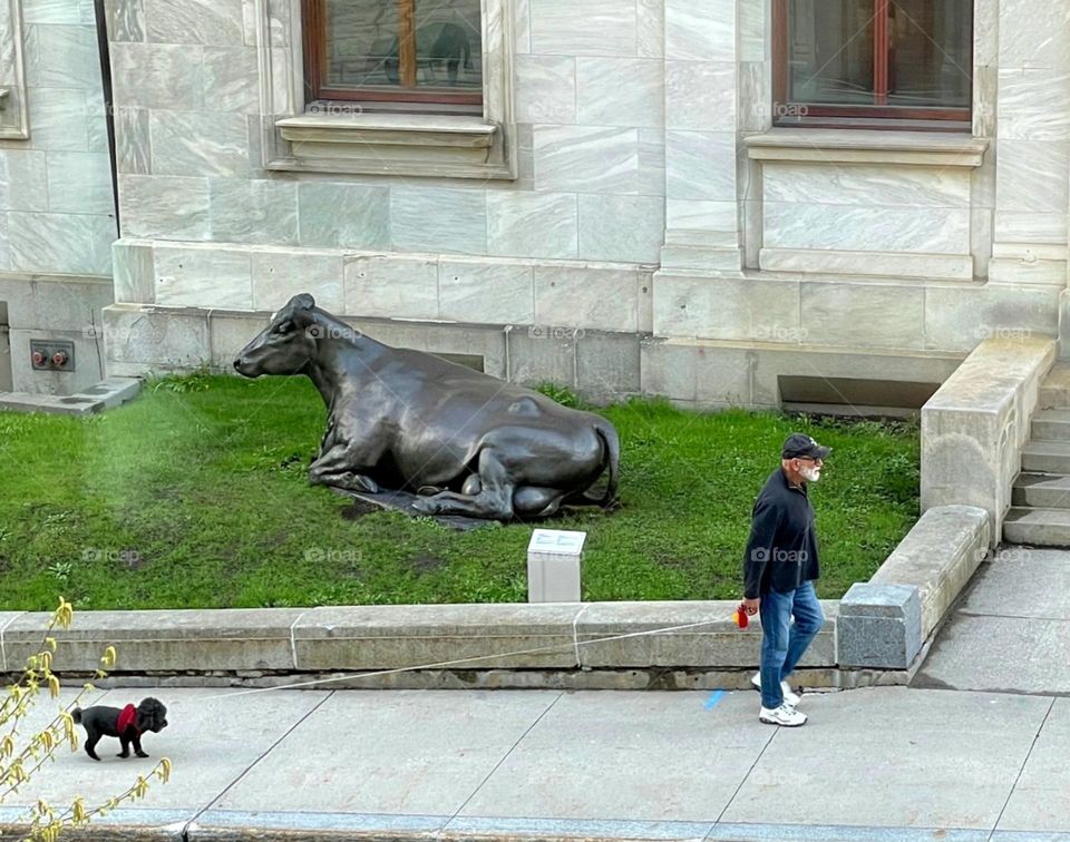Walking with à dog in Montréal