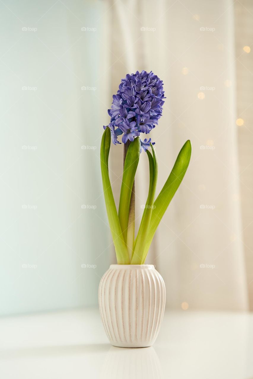Purple Hyacinth plant