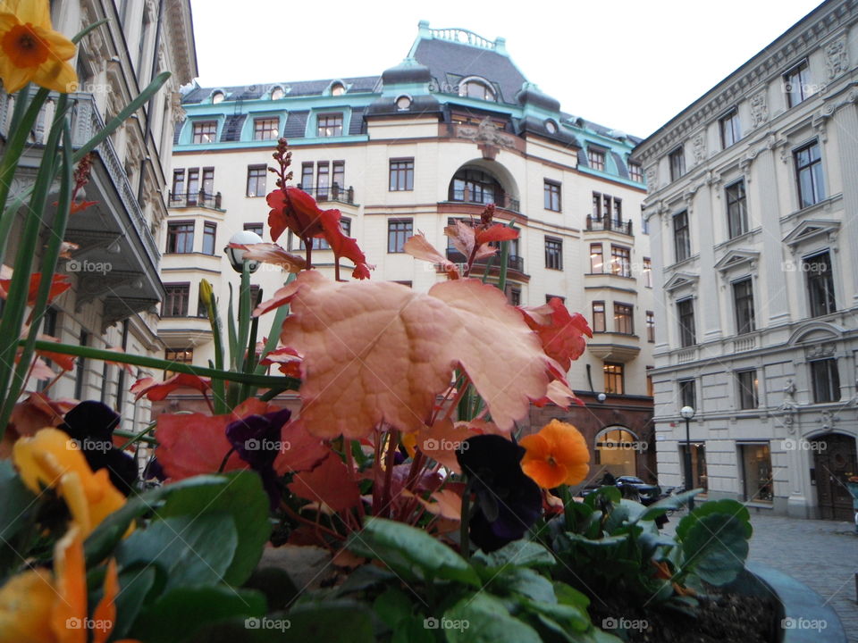 Flower blooming in front of building