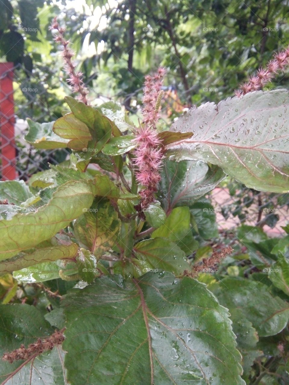 Flower photo,Beautiful photo of beautiful flower,Indian species of flower,Best flower photo for you,Memorable picture of flower,Flower photo photo for message,Flower photo for everyone,Flower message,A nice picture for you  For Indian Flowers