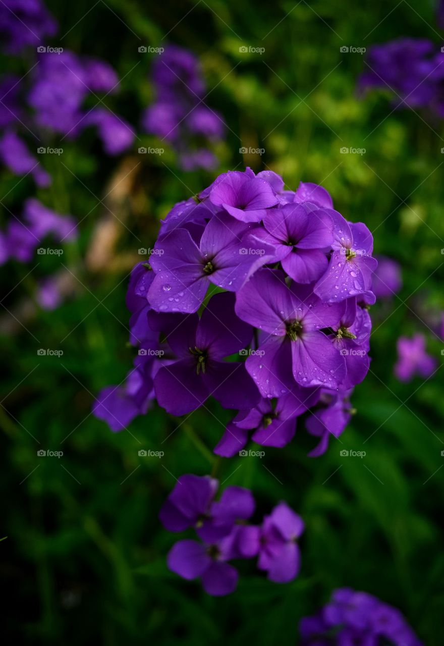 Springtime Wildflower 