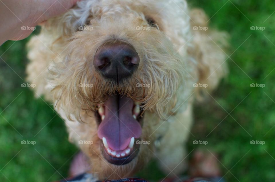 High angle view of dog