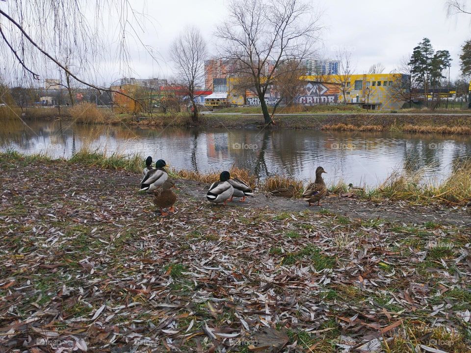 ducks are resting in a park near the lake of the city of Kiev