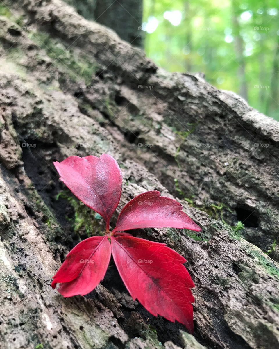 Gorgeous red plant in nature. 