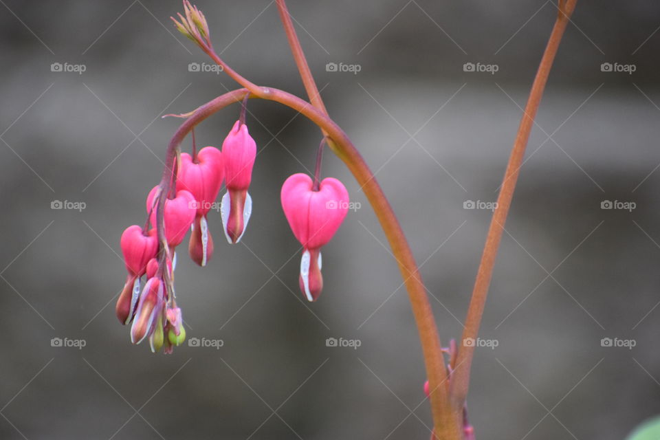 bleeding heart