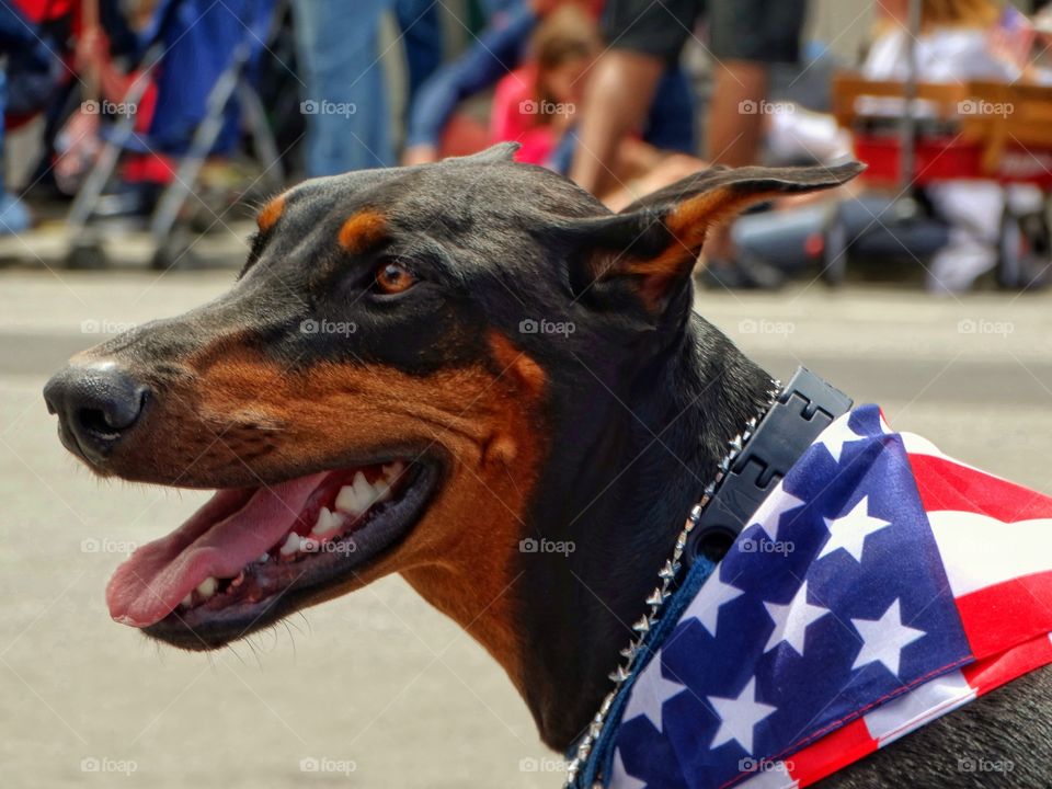 American Dog