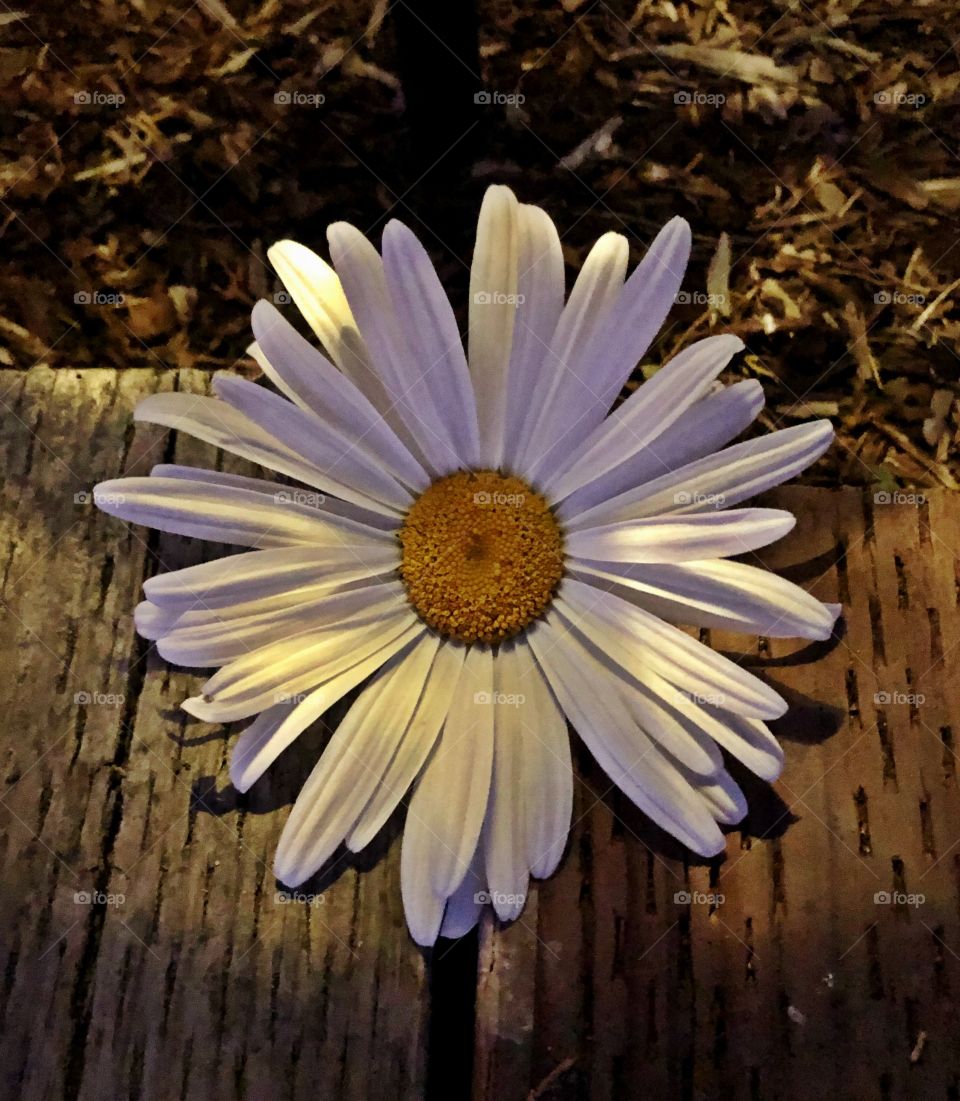 Flower at night