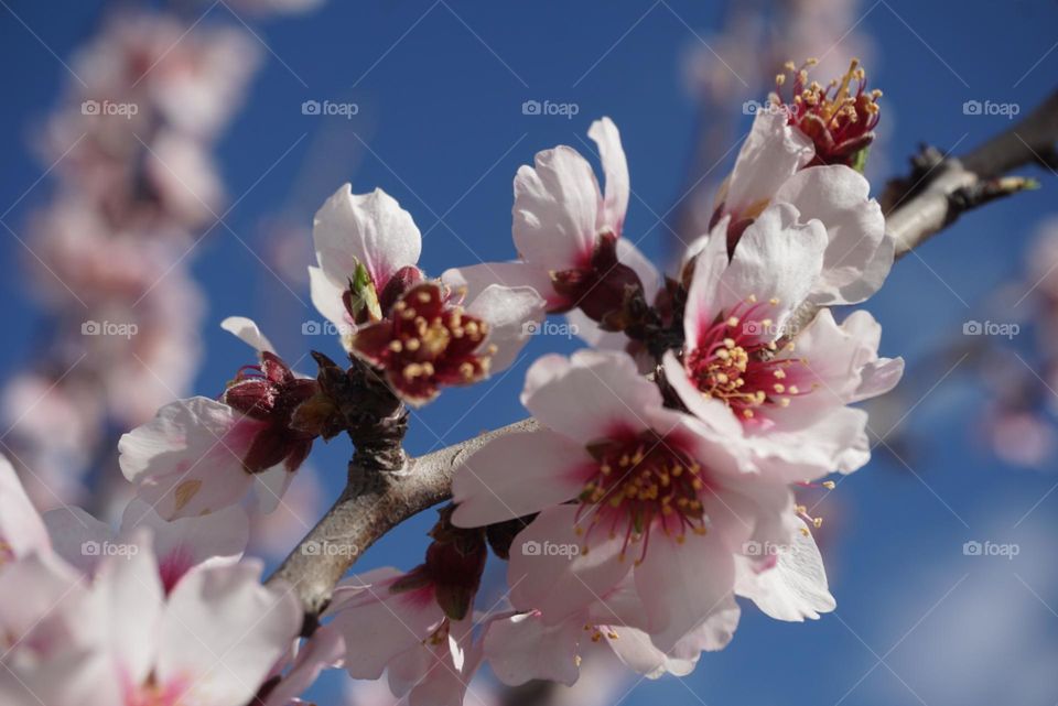Flowers#nature#colors#sky#blossom