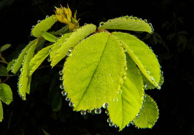 Leaves and drops