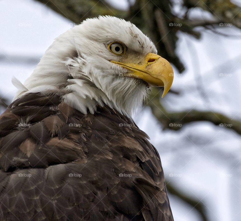 Bald eagle