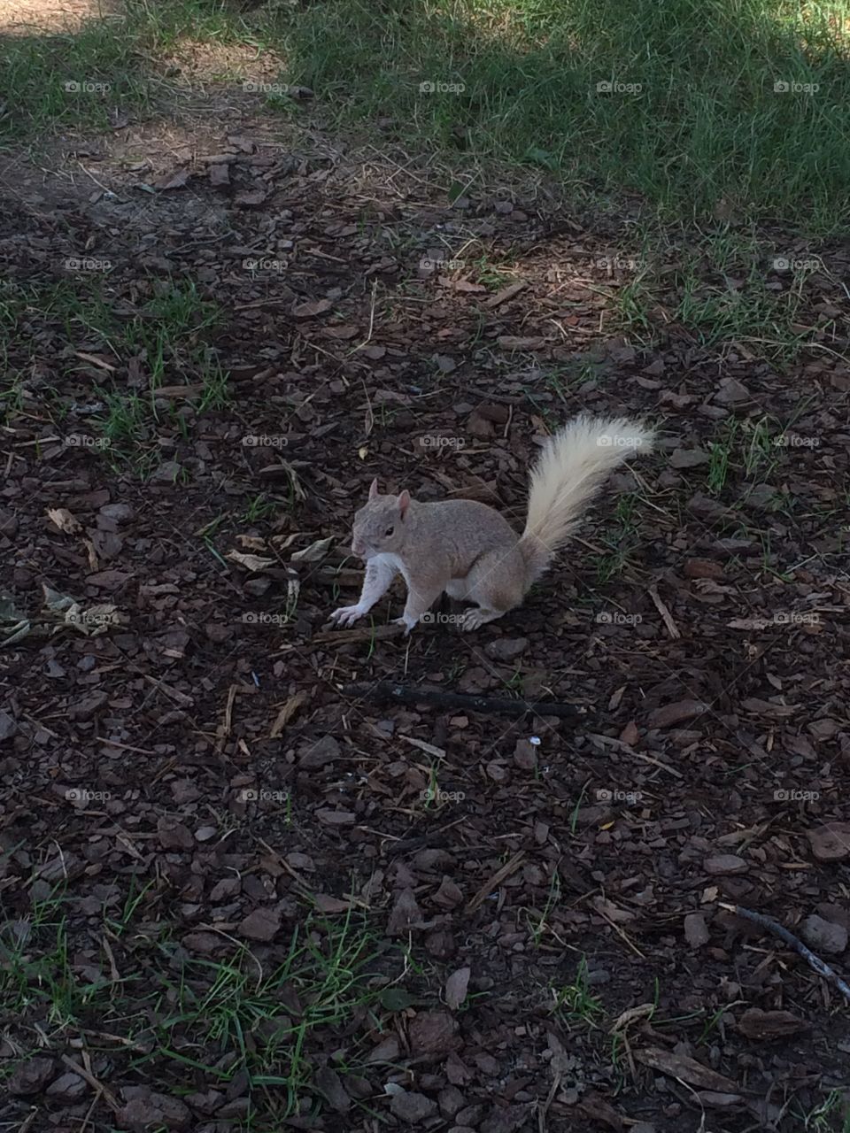 White Squirrel in DC park