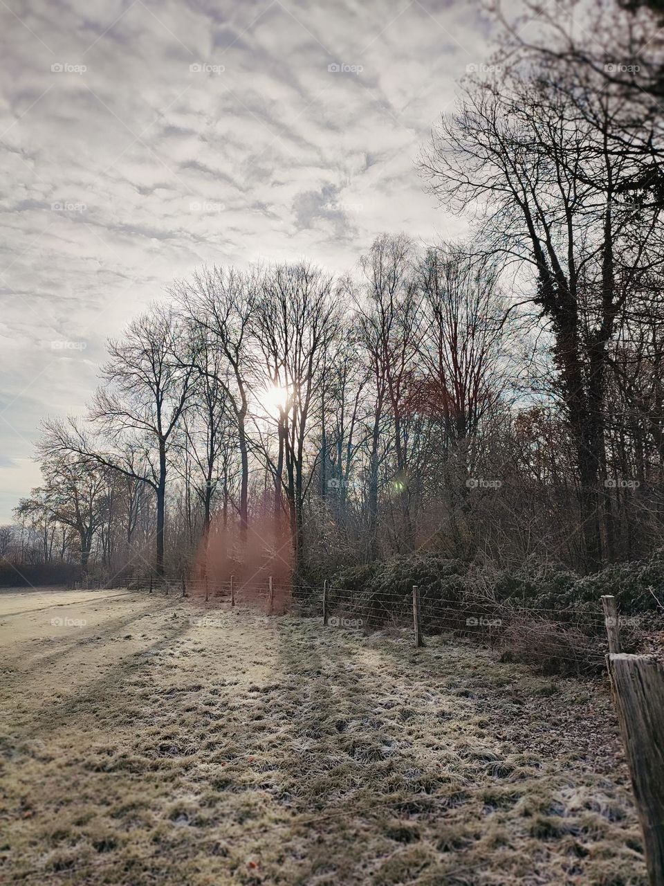 Wood, forest, nature