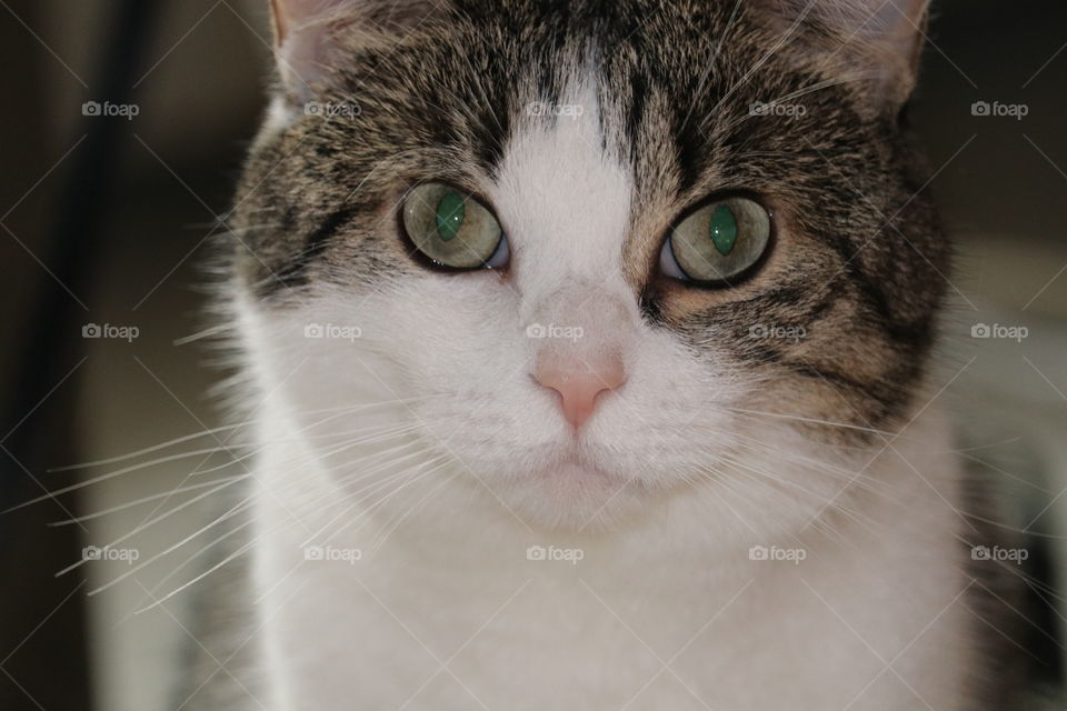 Short haired tabby cat headshot closeup 