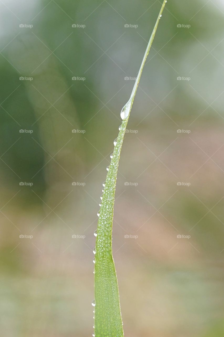Morning Dew