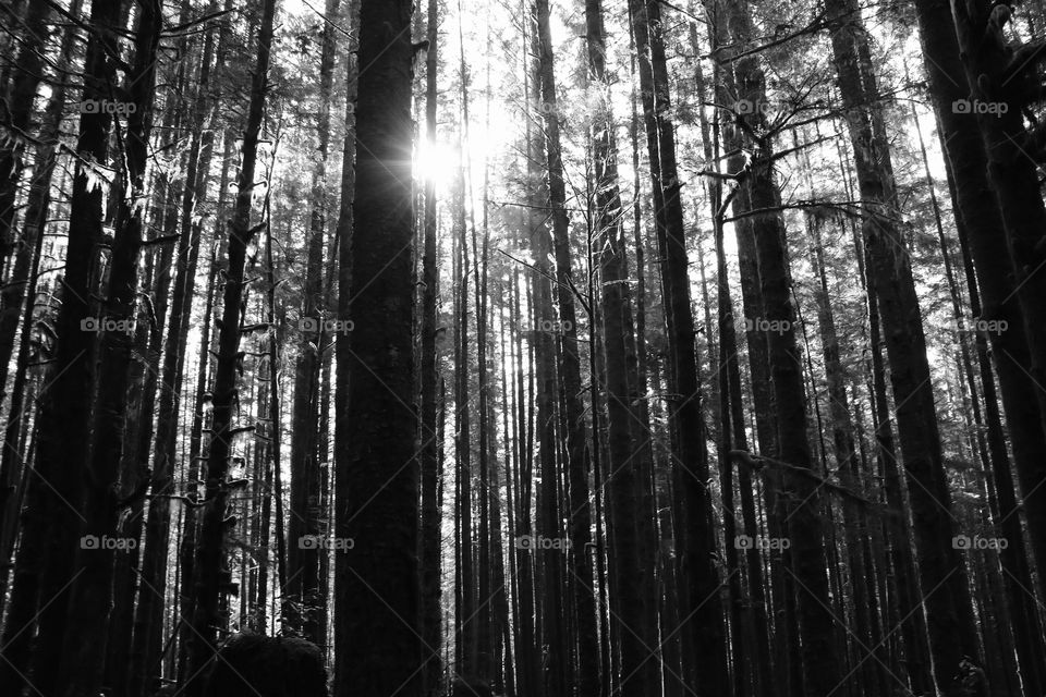 Dense woods, yet the sun getting through 