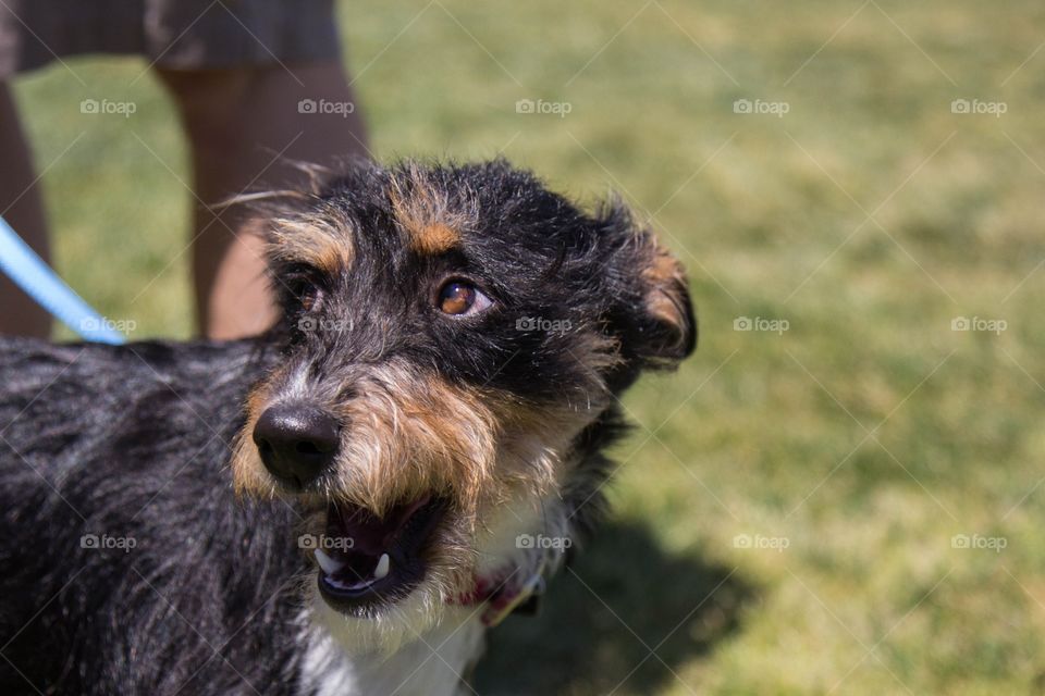 Terrier 