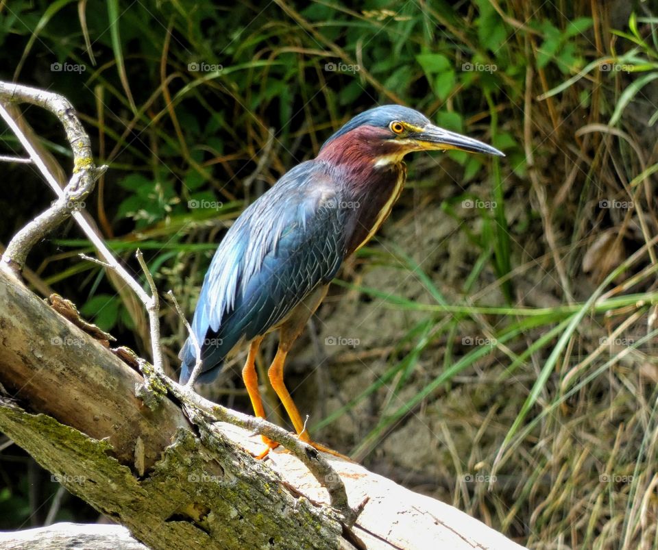 green heron