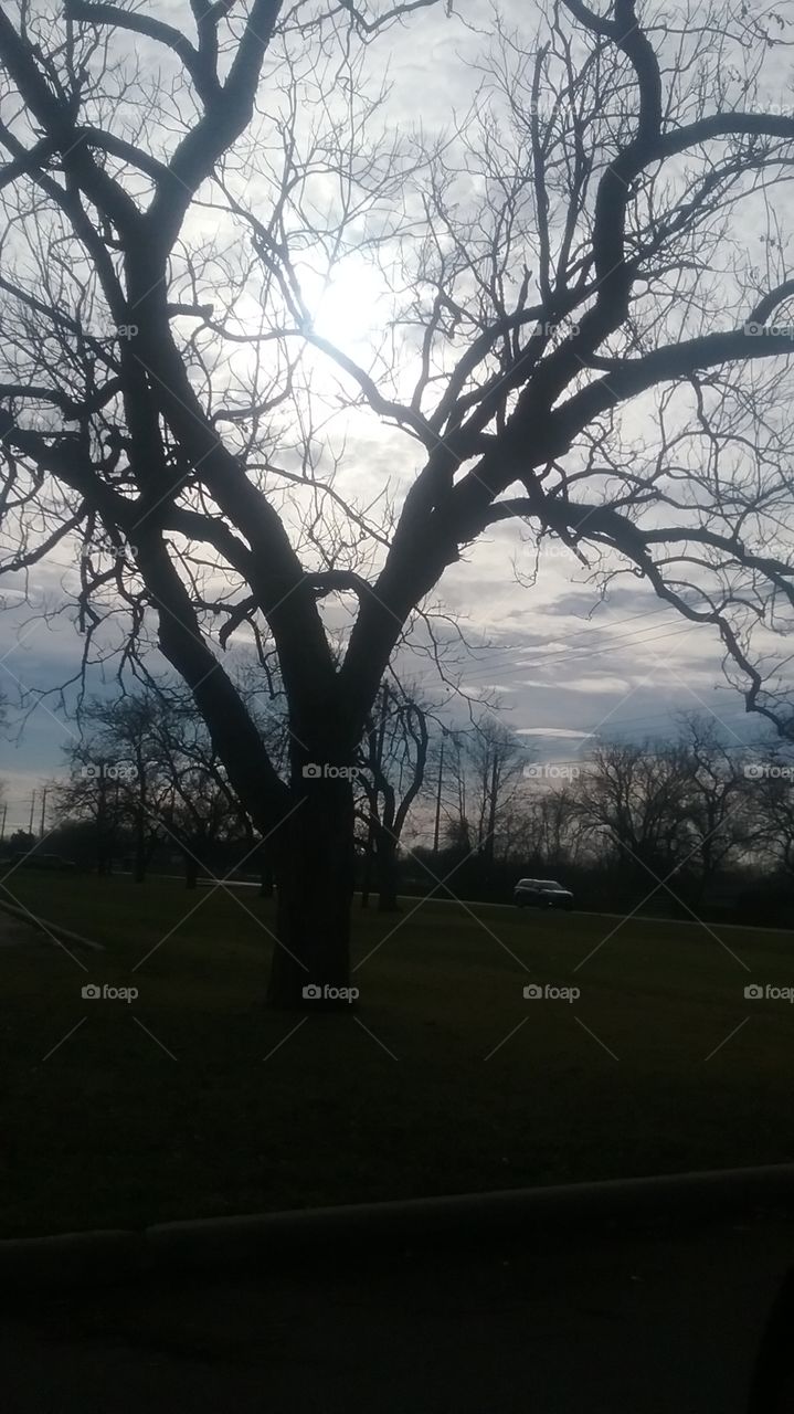 tree silhouette