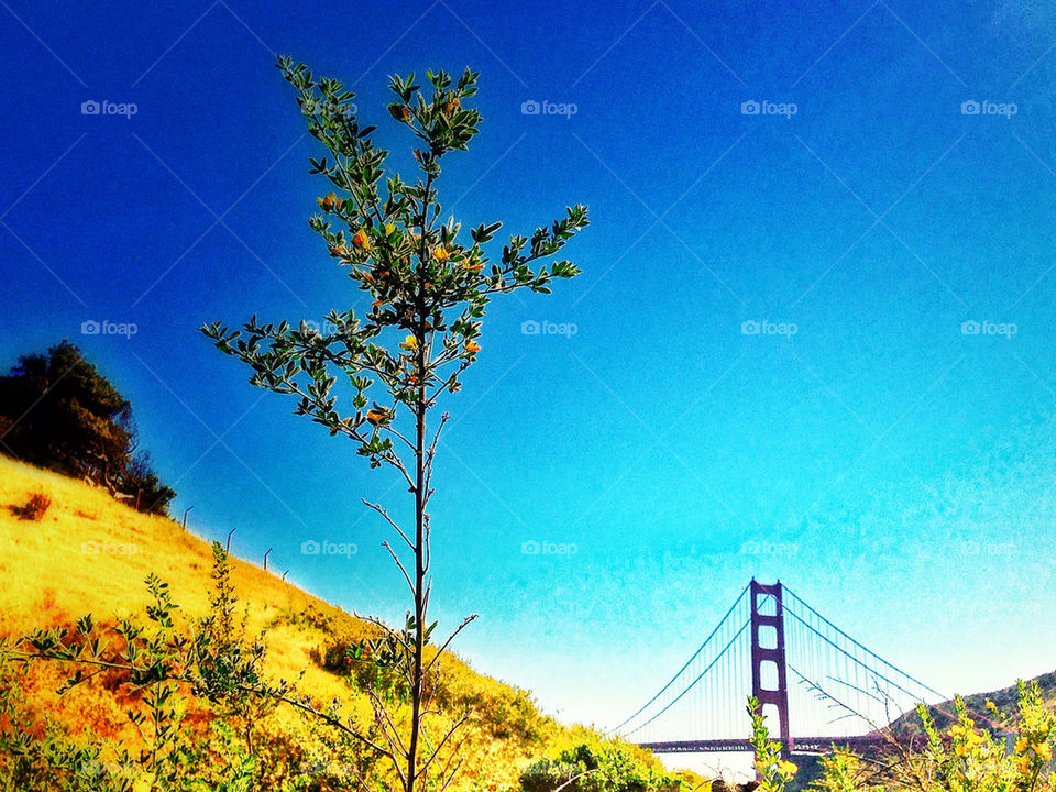 California Coast With Golden Gate Bridge
