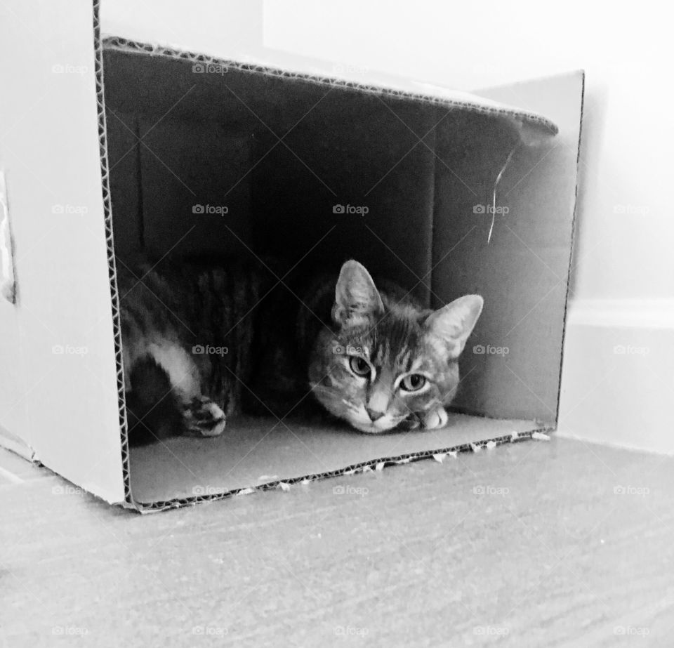 Cat in a box 