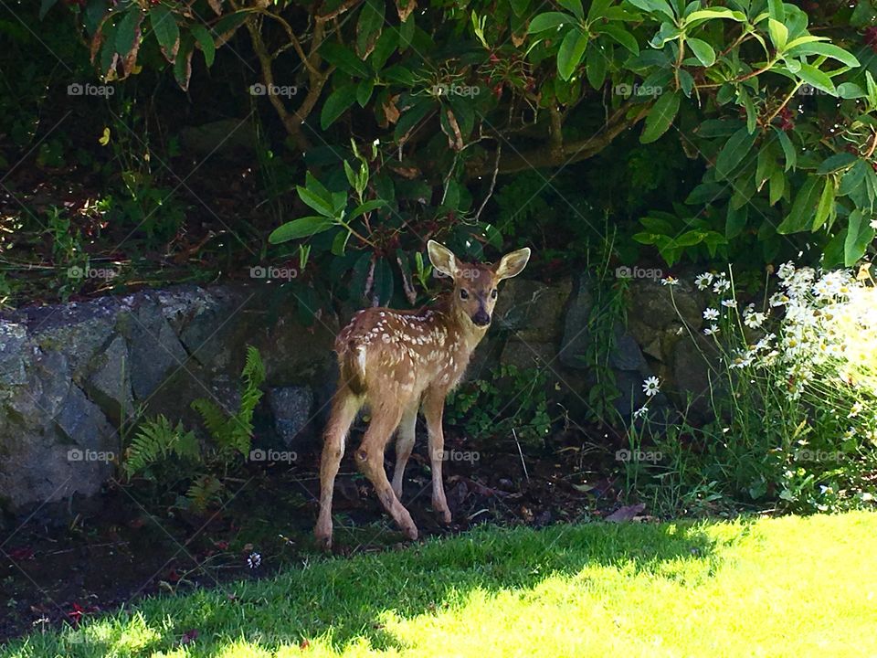 Deer standing in formal garden