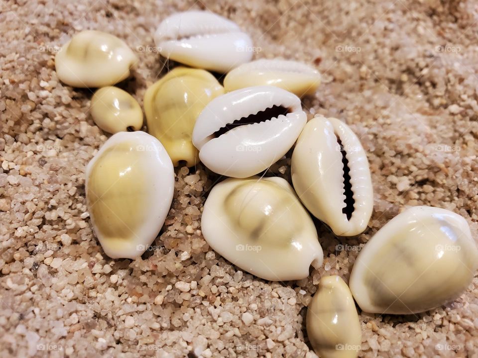 "Money Cowries" on the Sand