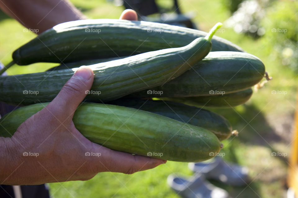 Harvest, crops of cucumber 
