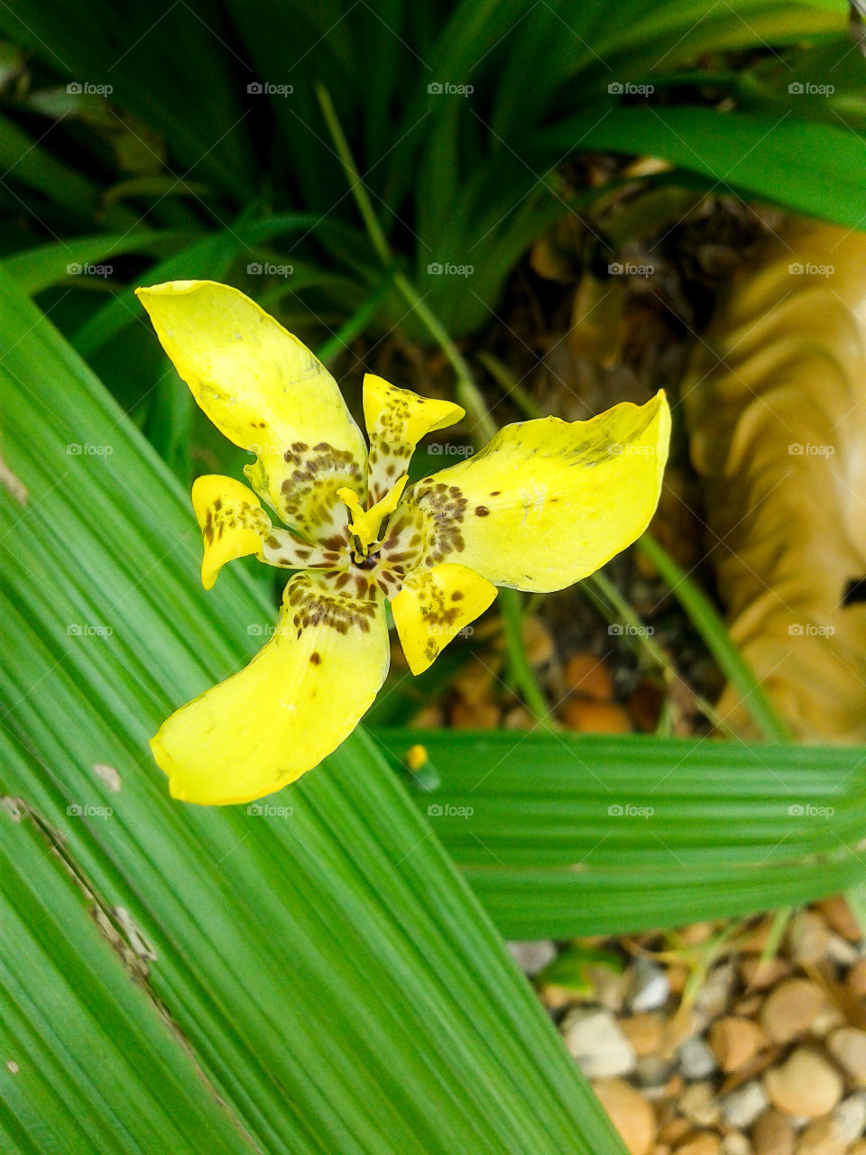 spotted yellow flower.