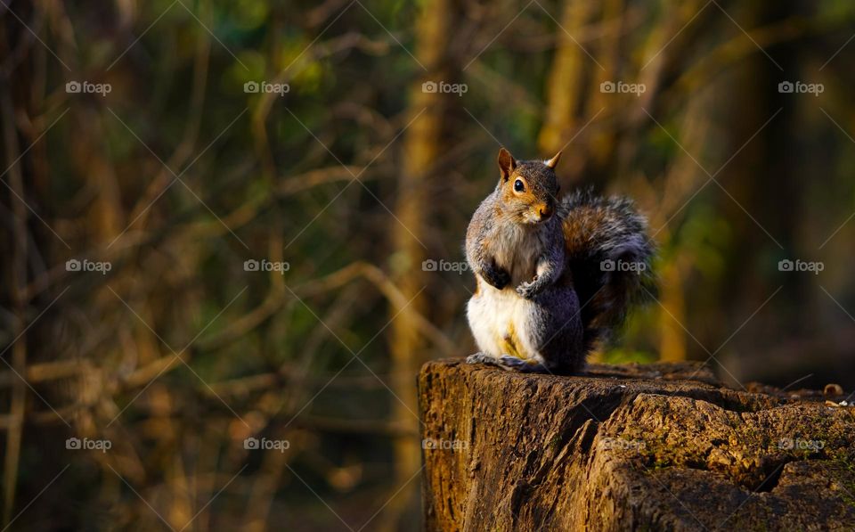 squirrel in the wood