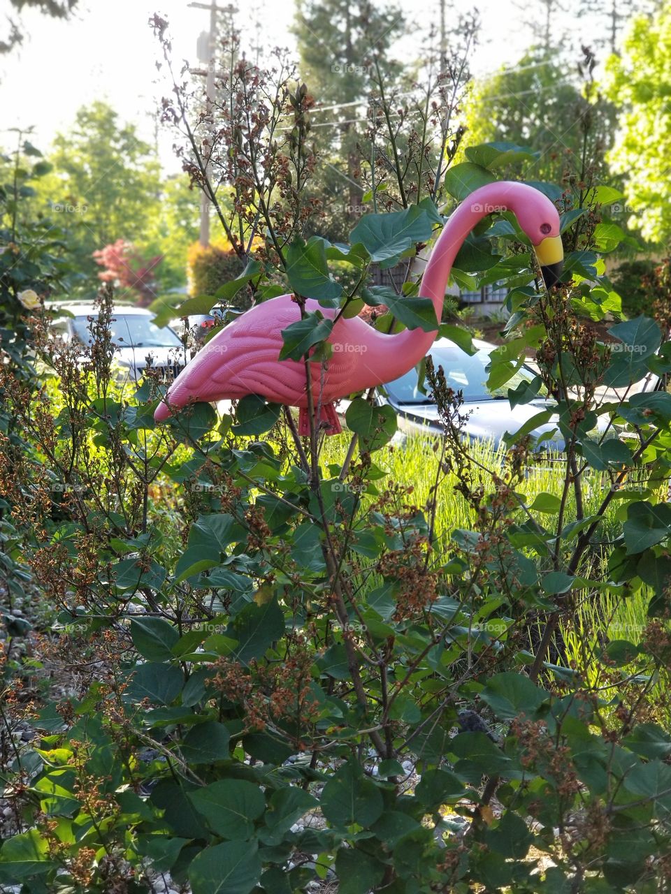 Hide and Flamingo