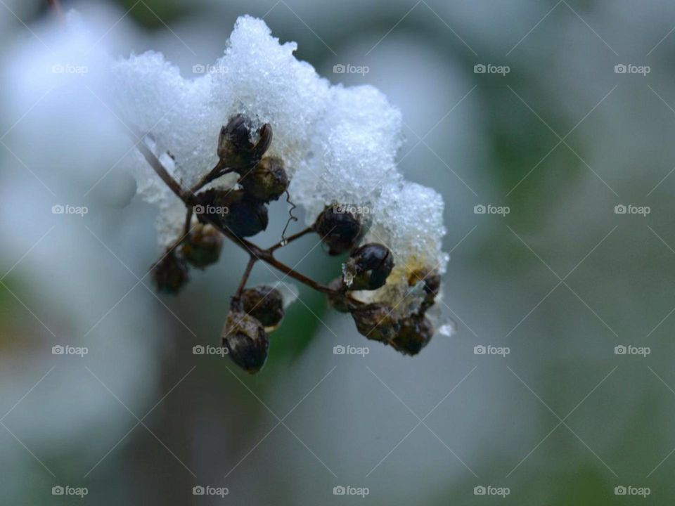 Nice Flower with snow 