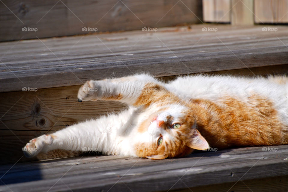 Cat lying down on bench