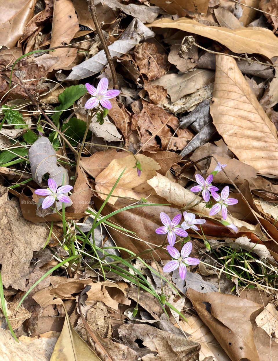 Tiny striped wildflowers
