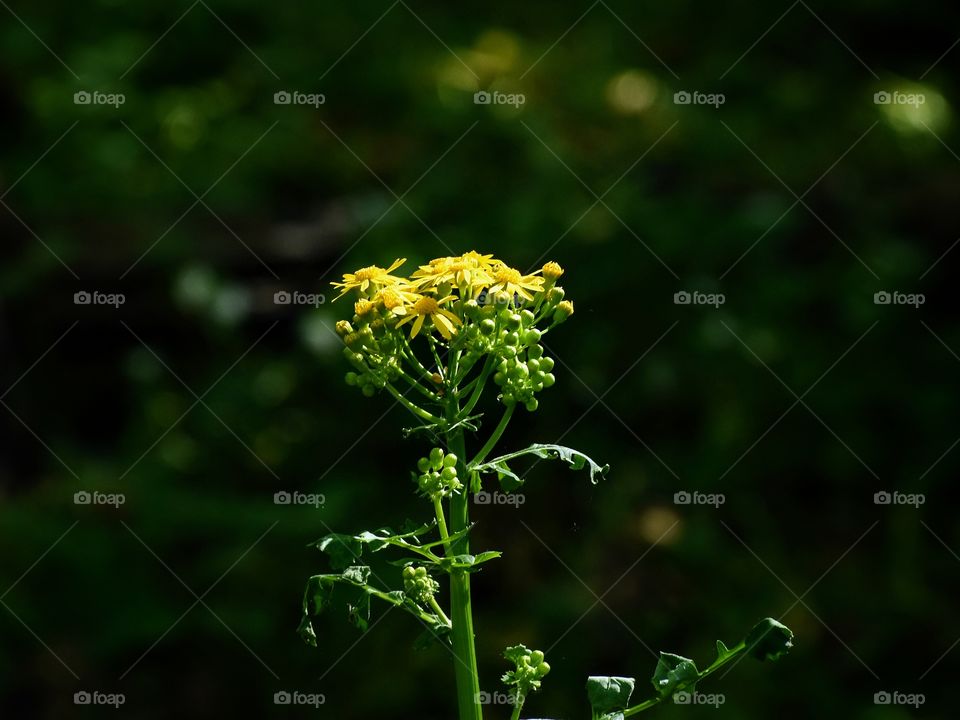 Beautiful wild flower in natural sunlight in forest