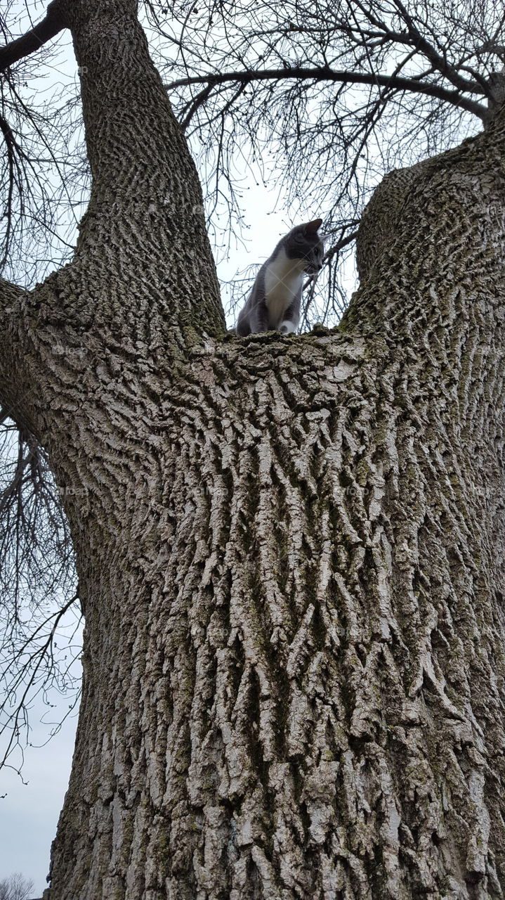 cat climbing a tree