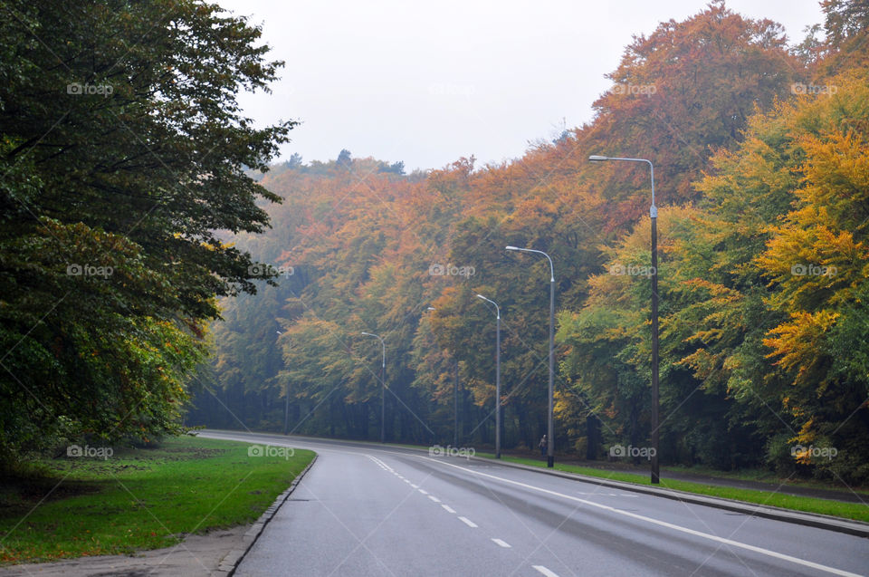 Empty road against trees