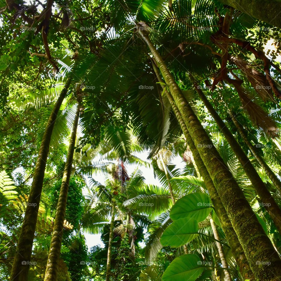 Canopy of palms on the island of Hawaii